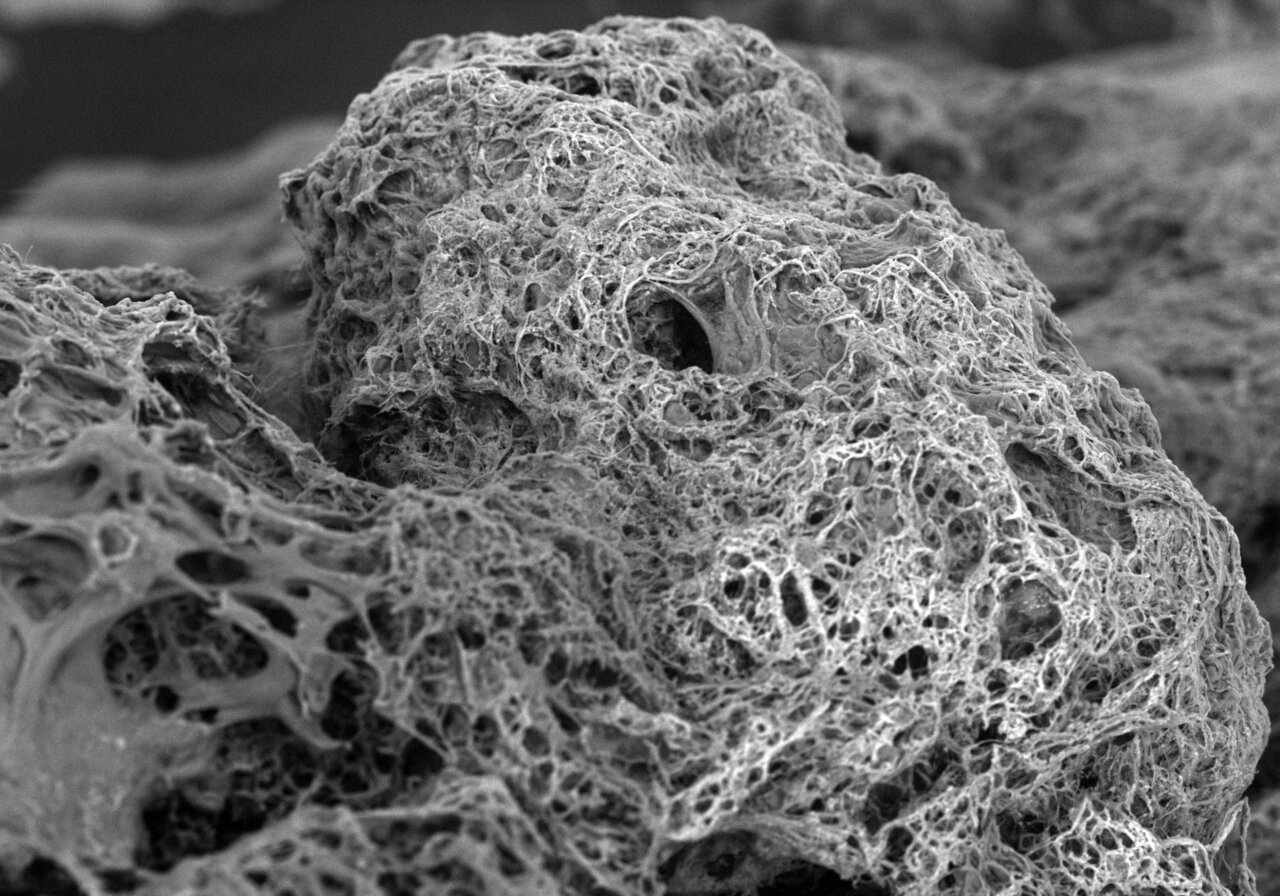 Surface (S-) layer proteins are a bridge that connects multispecies microorganisms in anammox biofilms