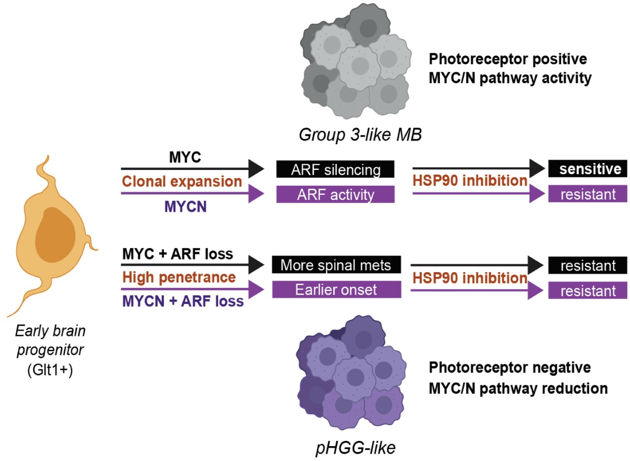 ARF suppression by MYC but not MYCN confers increased malignancy of aggressive pediatric brain tumors