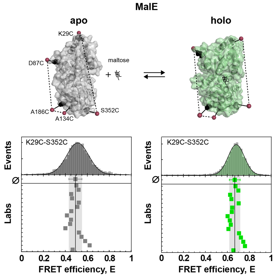Reliability and accuracy of single-molecule FRET studies for characterization of structural dynamics and distances in proteins