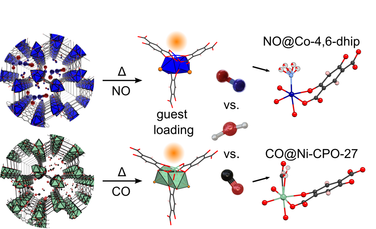 In Situ single-crystal synchrotron X-ray Diffraction Studies of Biologically Active Gases in Metal-Organic Frameworks 