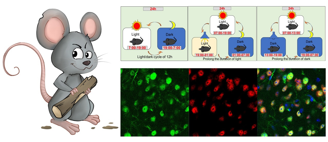 A Novel Murine Model of Mania