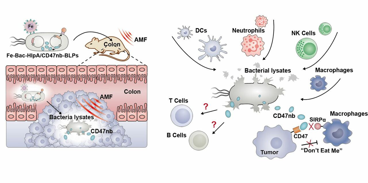 Modular-designed engineered bacteria for precision tumor immunotherapy via spatiotemporal manipulation by magnetic field