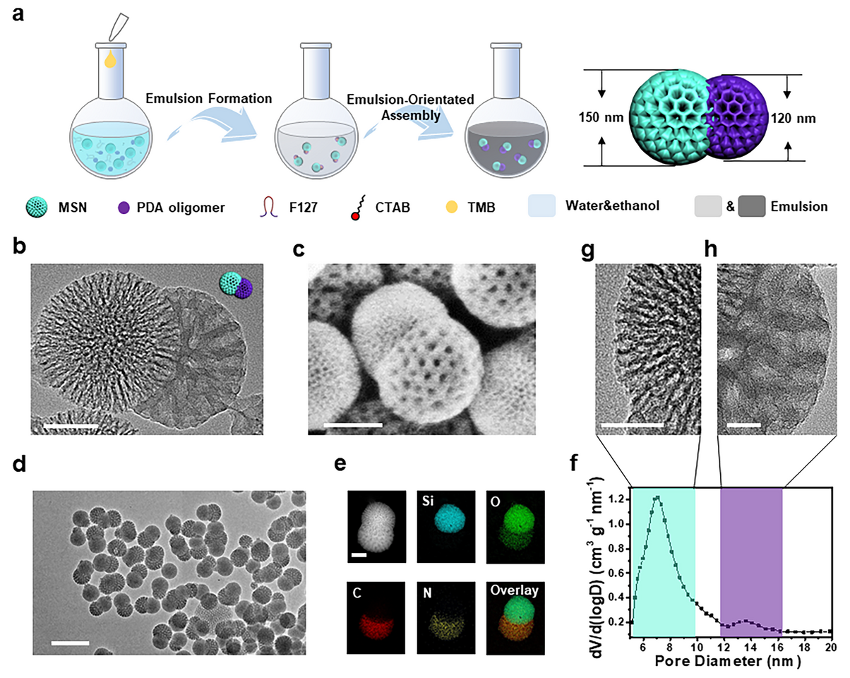 Emulsion-Oriented Assembly for Janus Double-Spherical Mesoporous Nanoparticles as Biological Logic Gates