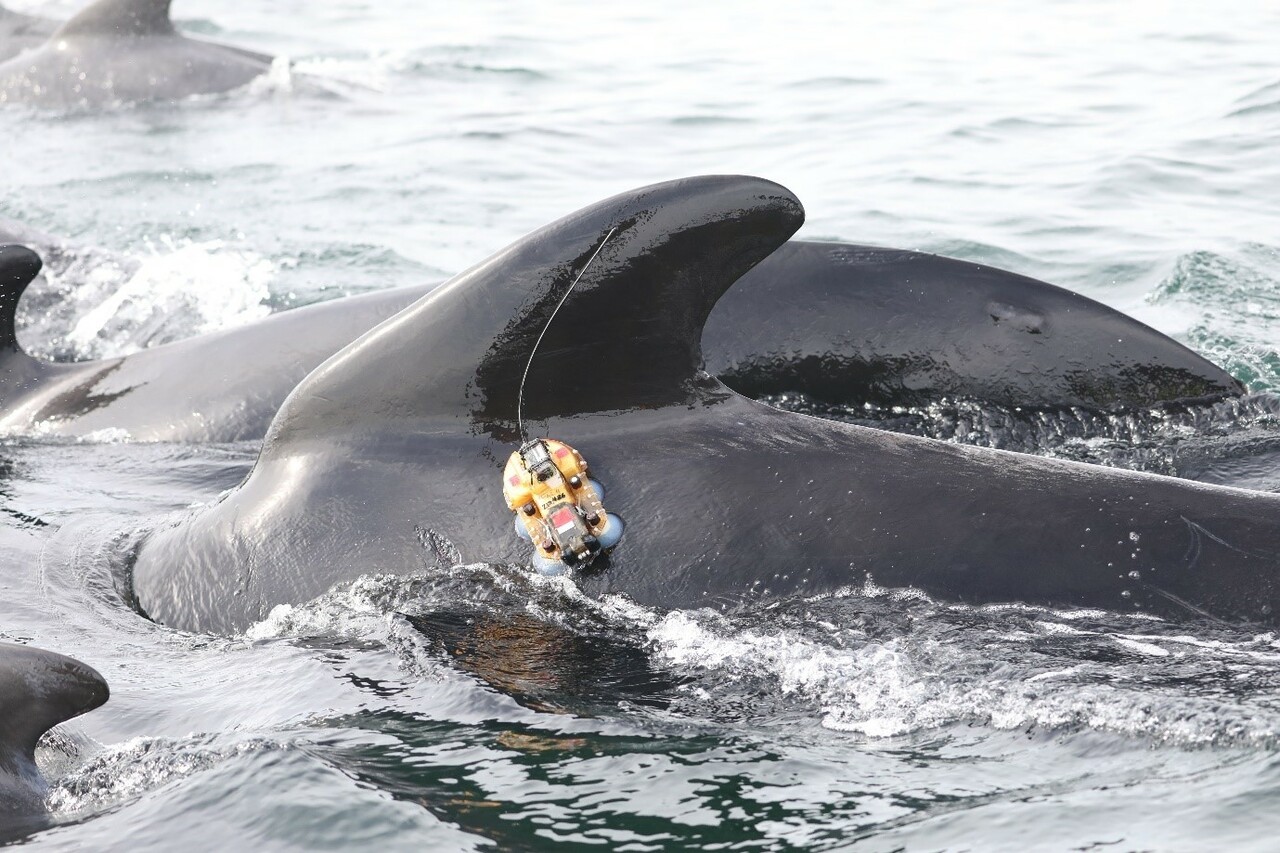 The Land of Fire and Ice ... (and Whales!)