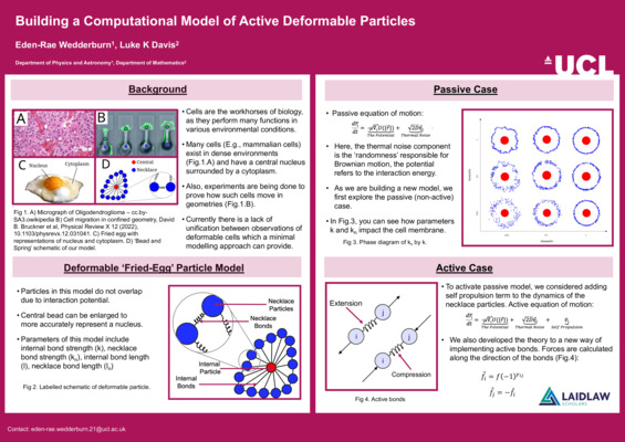 Building a Computational Model of Active Deformable Particles