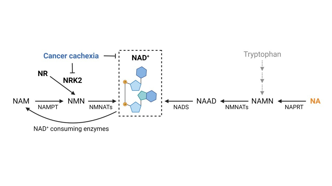 NAD+ repletion with niacin counteracts cancer cachexia