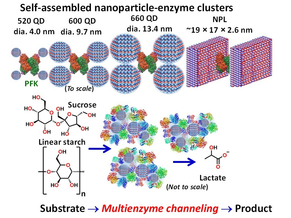 Accessing substrate channeling in multienzymatic cascades with self-assembling nanoparticle-enzyme clusters 