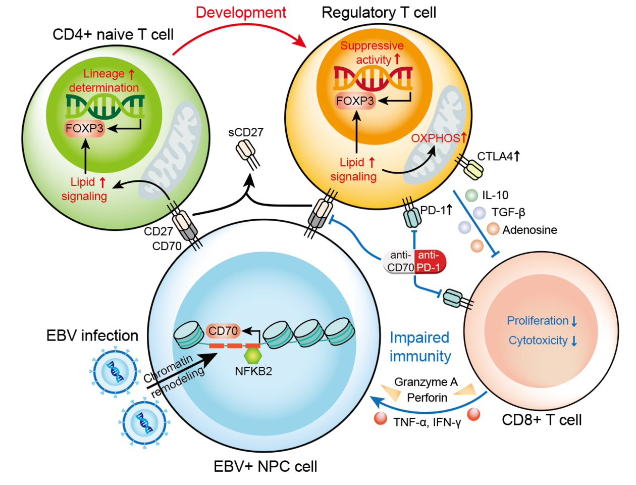 Nasopharyngeal carcinoma cells promote regulatory T cell development and suppressive activity via CD70-CD27 interaction