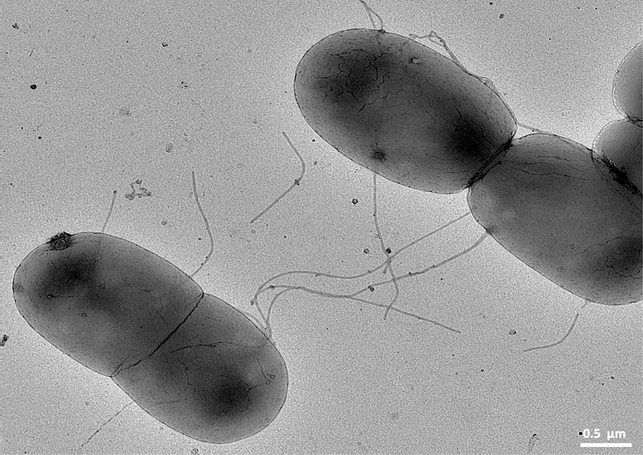 F-pilus, the ultimate bacterial sex machine