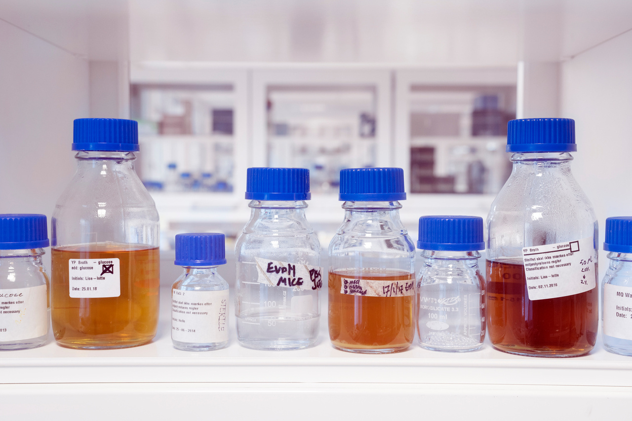 The first CRISPR-armed phage therapeutic designed to reduce E. coli in hematological cancer patients