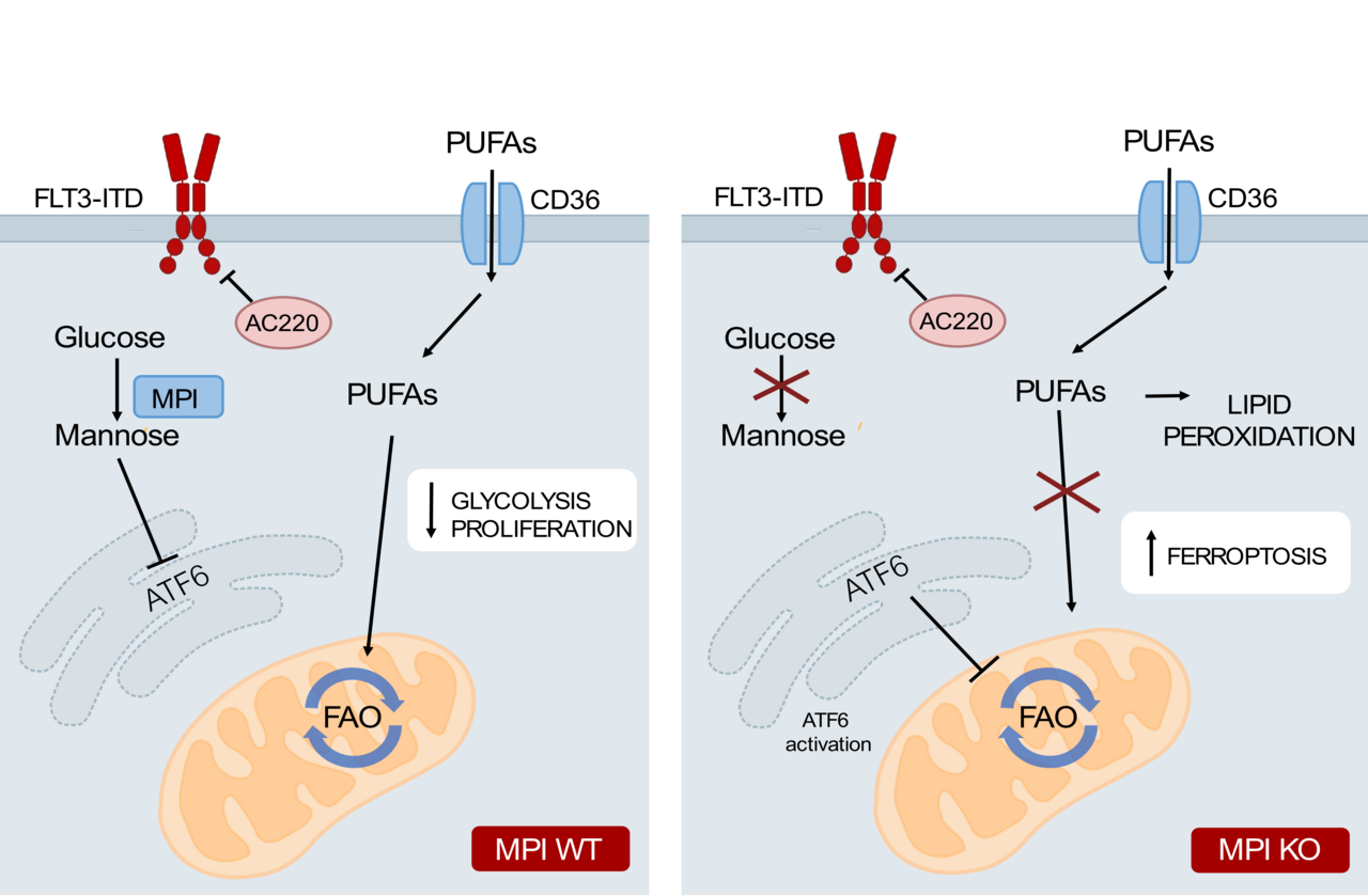 Mannose metabolism inhibition sensitizes acute myeloid leukemia cells to therapy by driving ferroptotic cell death