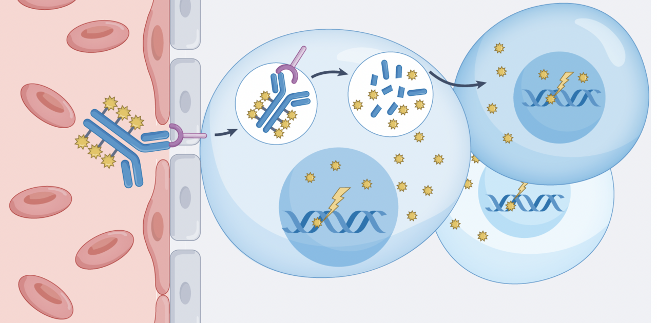 Antibody drug conjugates in brain tumors – new kids on the block?