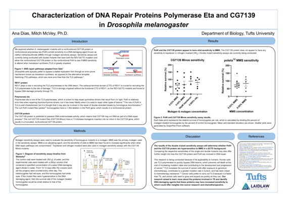 Dias-Ana Laidlaw Poster
