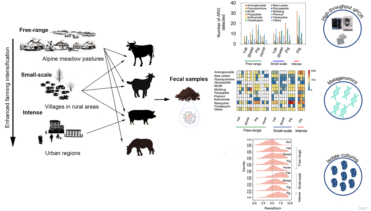 Intensified livestock farming increases antibiotic resistance genotypes and phenotypes in animal feces