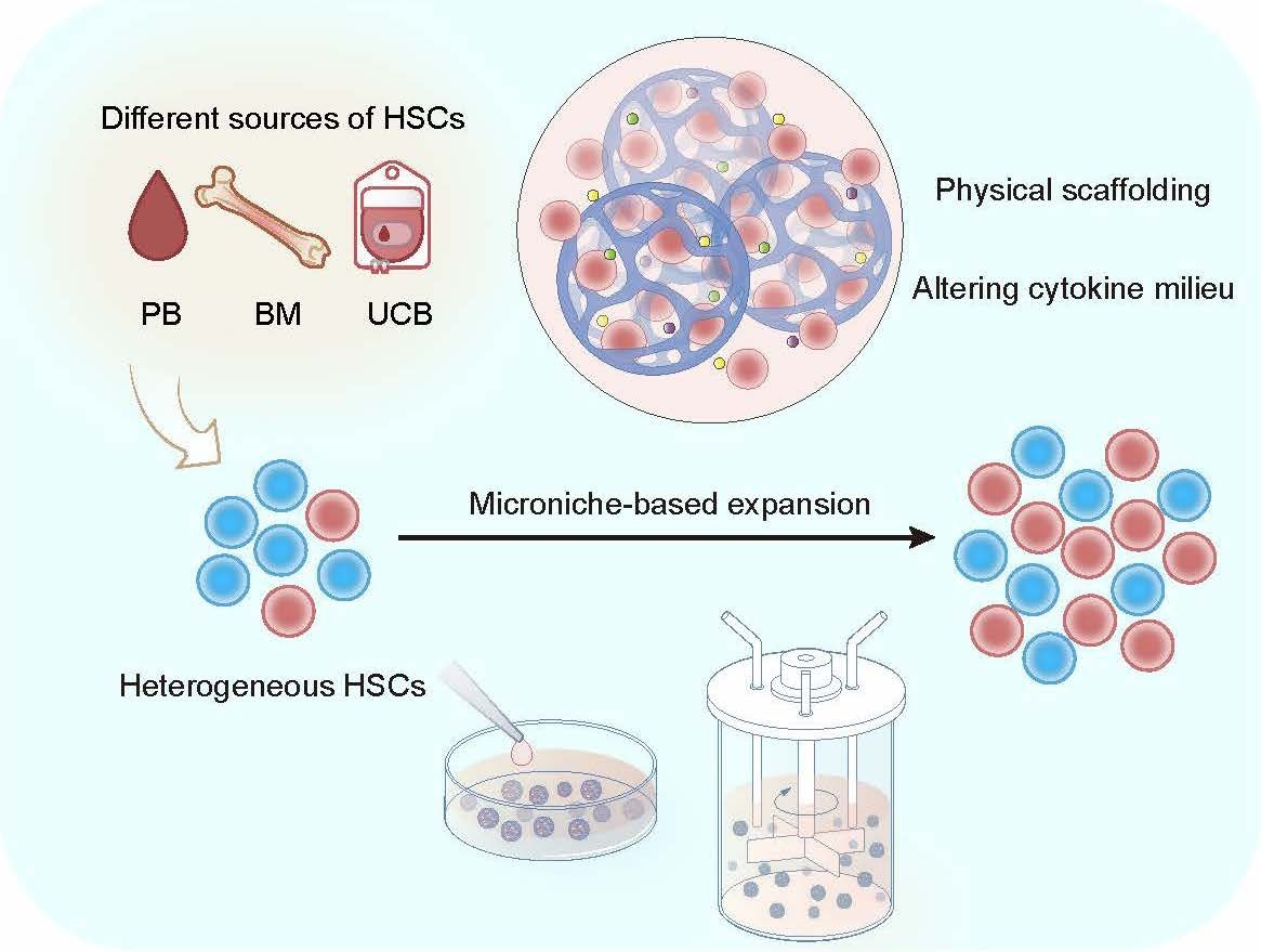Expansion of Human Megakaryocyte-biased Hematopoietic Stem Cells by Biomimetic Microniche