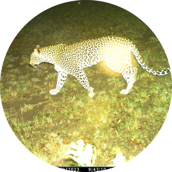 Go to the profile of Ngetich Albert