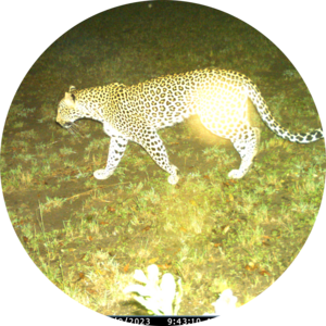 Go to the profile of Ngetich Albert