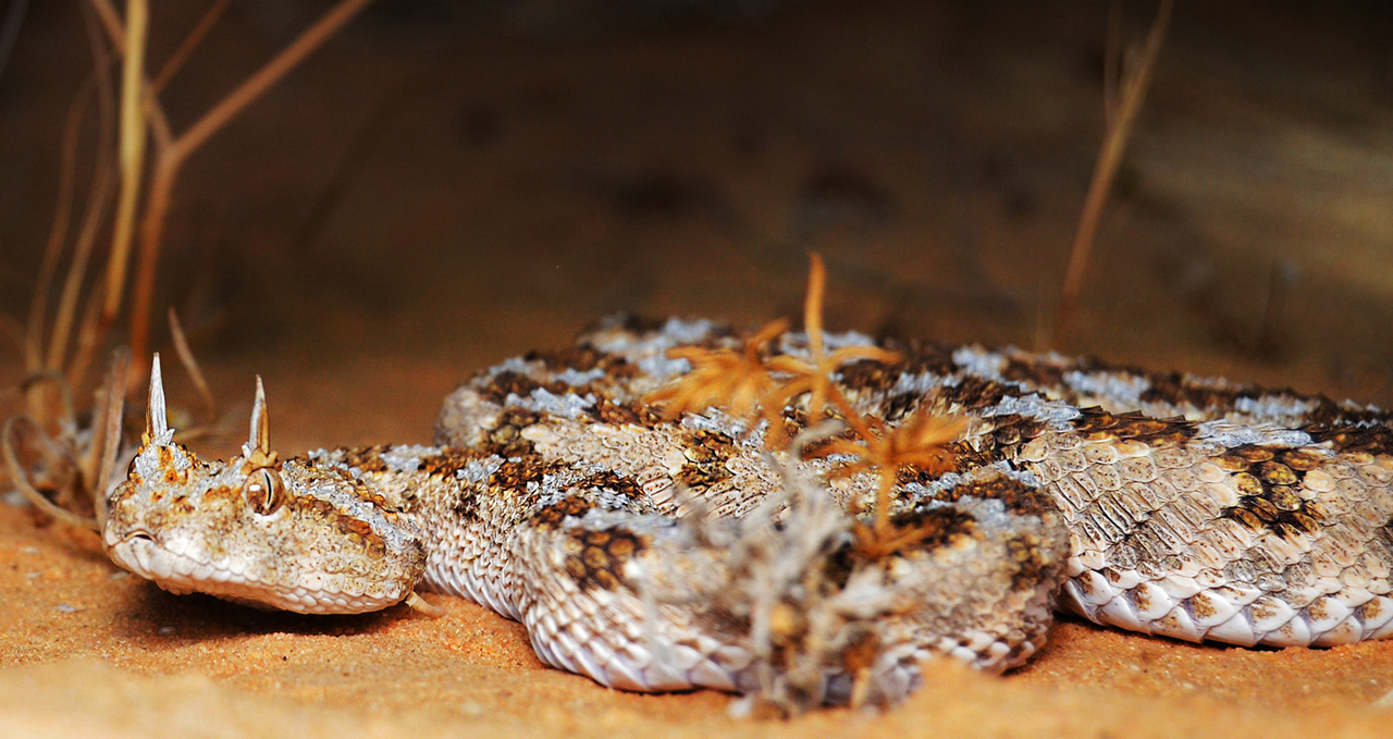 A short history of GARD and how it has been used to highlight gaps in global conservation priorities