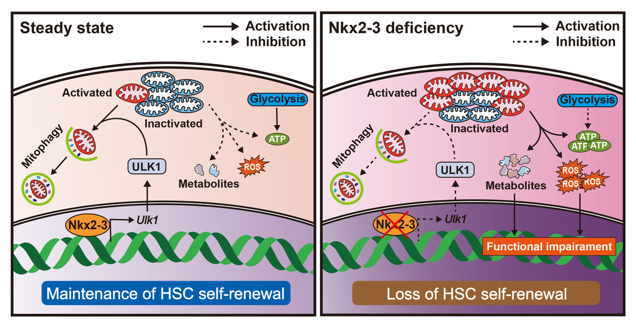 Transcription factor Nkx2-3 maintains the self-renewal of hematopoietic stem cells by regulating mitophagy