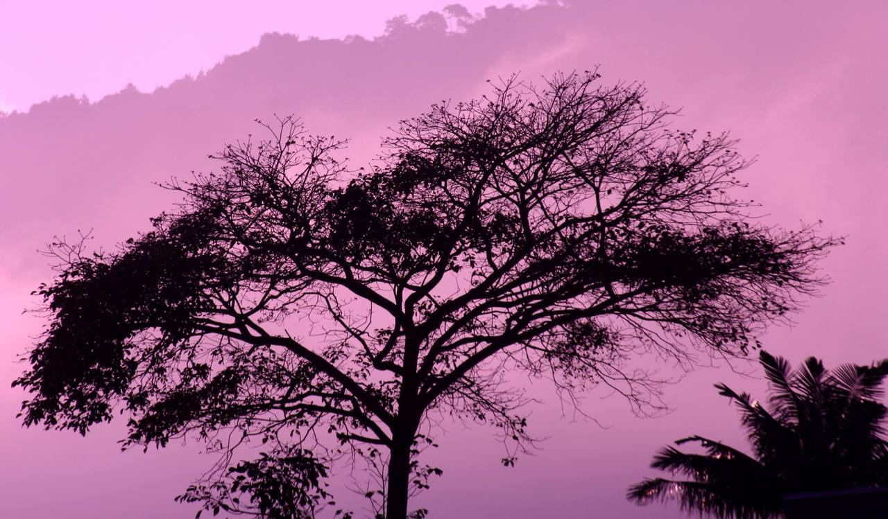 Better, worse, or both? The temporal paradox of diverse plant communities  