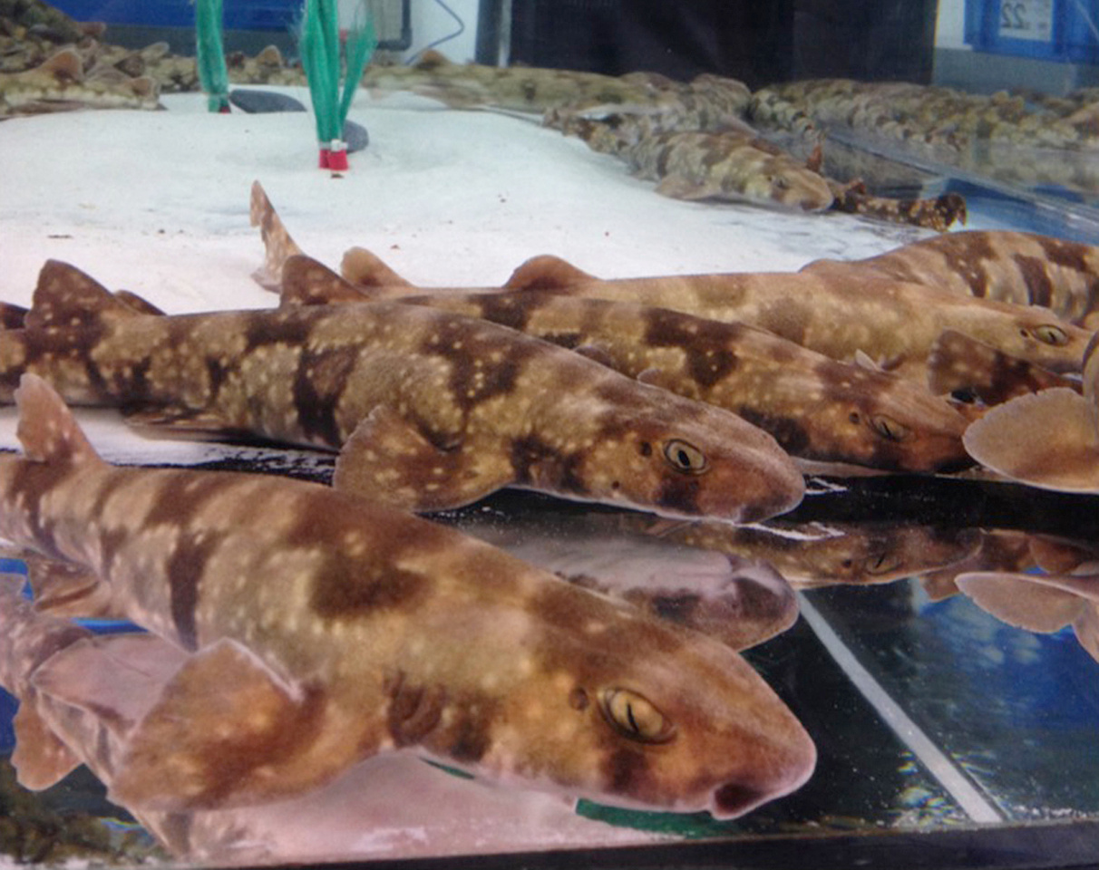 Evolution of appendage muscle development