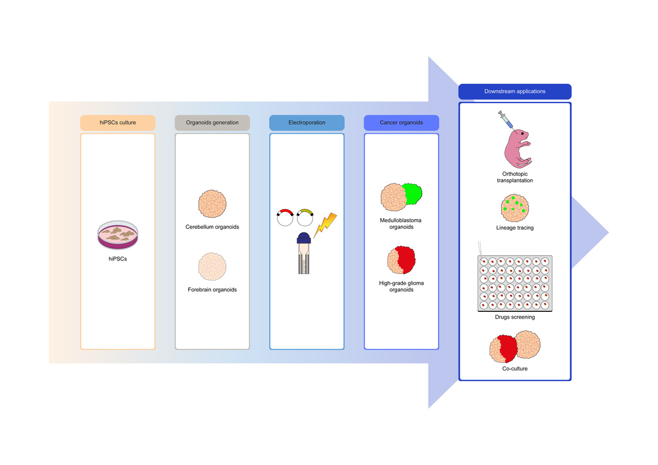 Medulloblastoma and high-grade glioma organoids for drug screening, lineage tracing, co-culture and in vivo assay