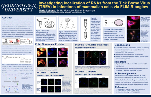 Investigating Localization of RNAs from the Tick Borne Virus (TBEV) in Infections of Mammalian Cells via FLIM-Riboglow