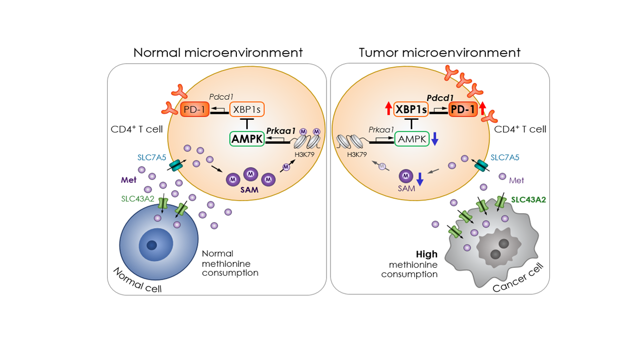 Methionine consumption by cancer cells promotes upregulation of PD-1 expression in CD4 T cells