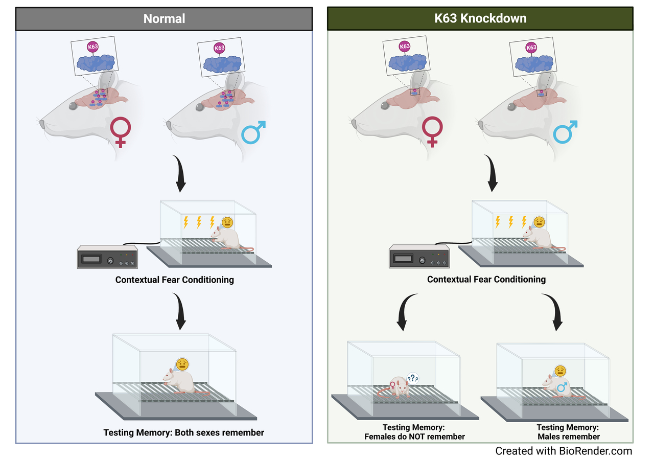 Proteasome-independent K63 polyubiquitination selectively regulates ATP levels and proteasome activity during fear memory formation in the female amygdala