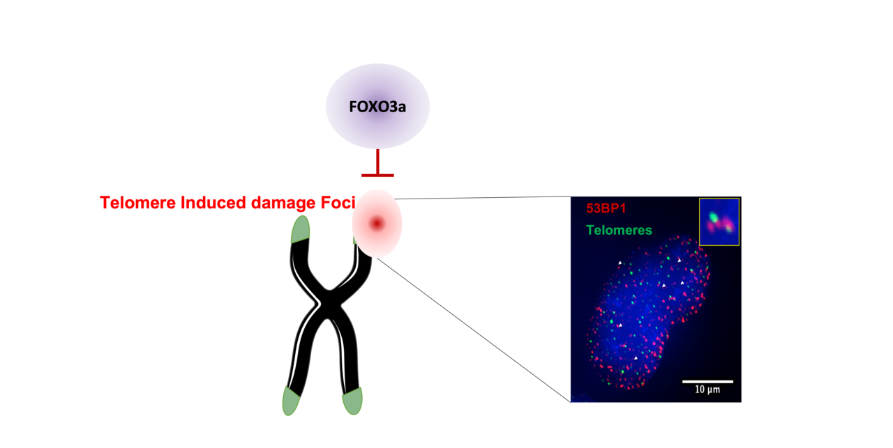 The survival factor FOXO3a protects telomeres