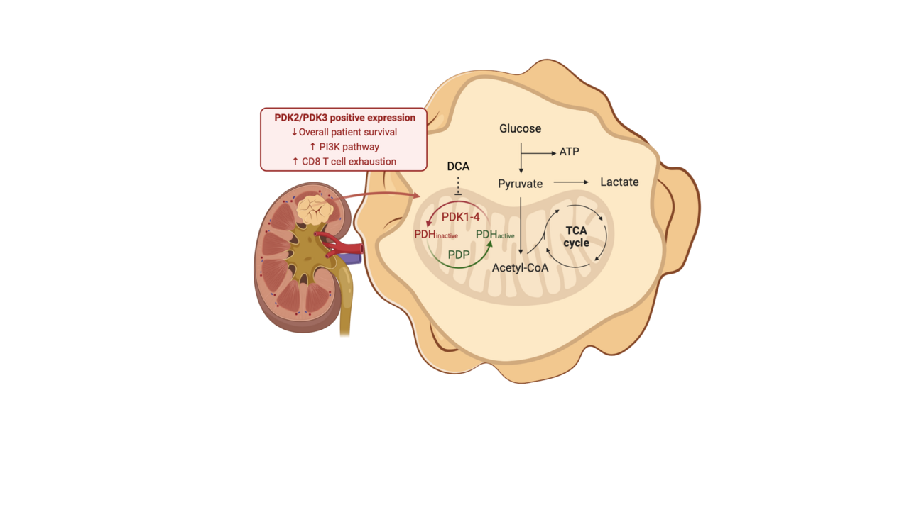 Metabolic kinases in the renal cancer road