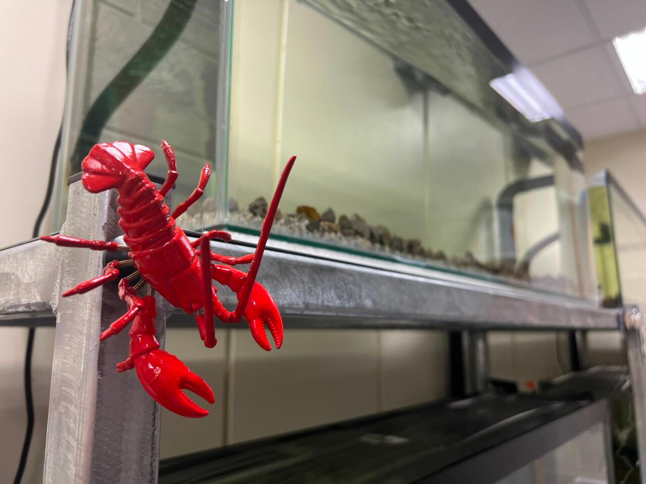 Mussel Memory Week Four