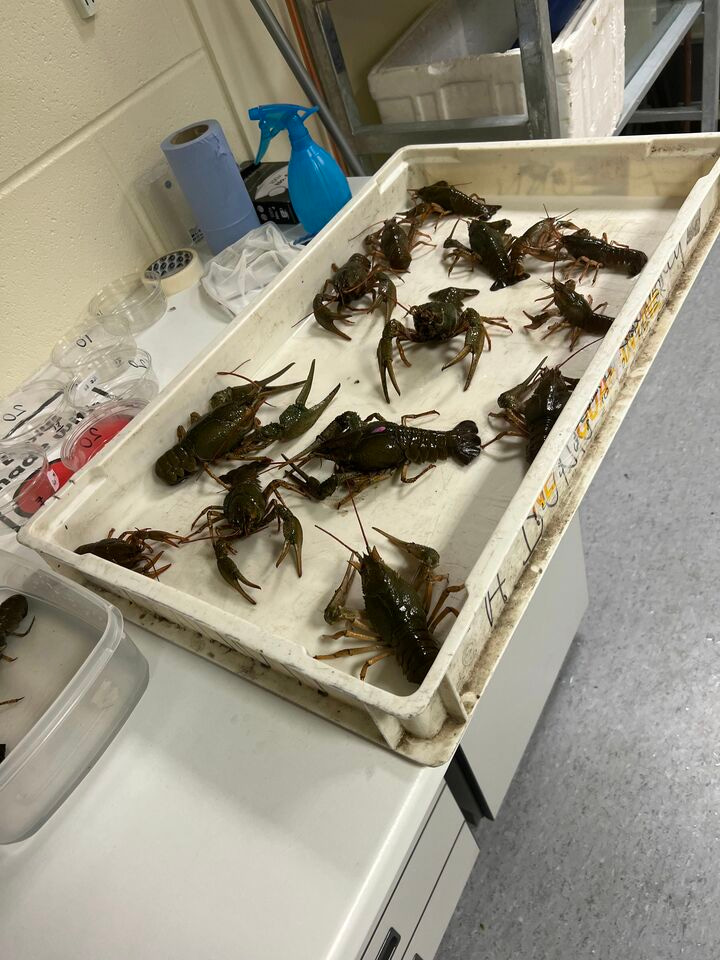 Mussel Memory Week One