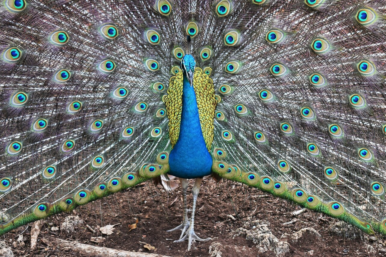 Hello, my name is Daniela!