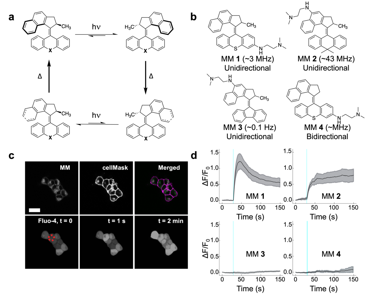 Light-activated molecular machines control cellular calcium signaling