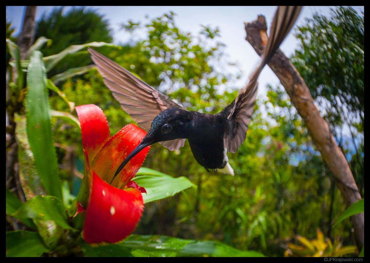 Indirect effects shape coevolution in mutualistic networks