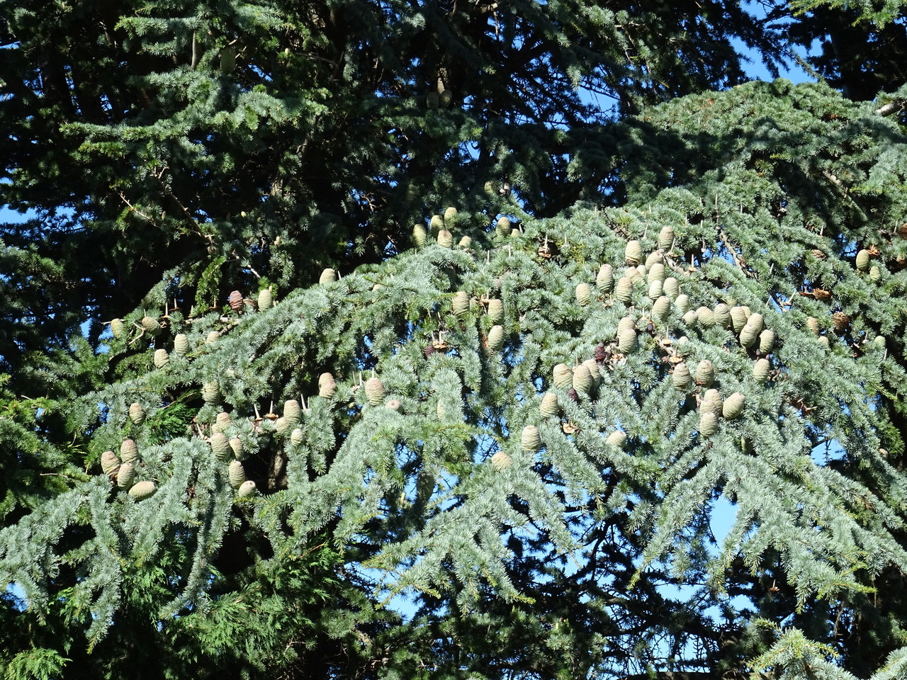 Unraveling the global patterns of tree seed production