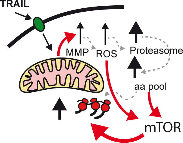 Chemotherapy induces cell plasticity; controlling plasticity increases therapeutic response
