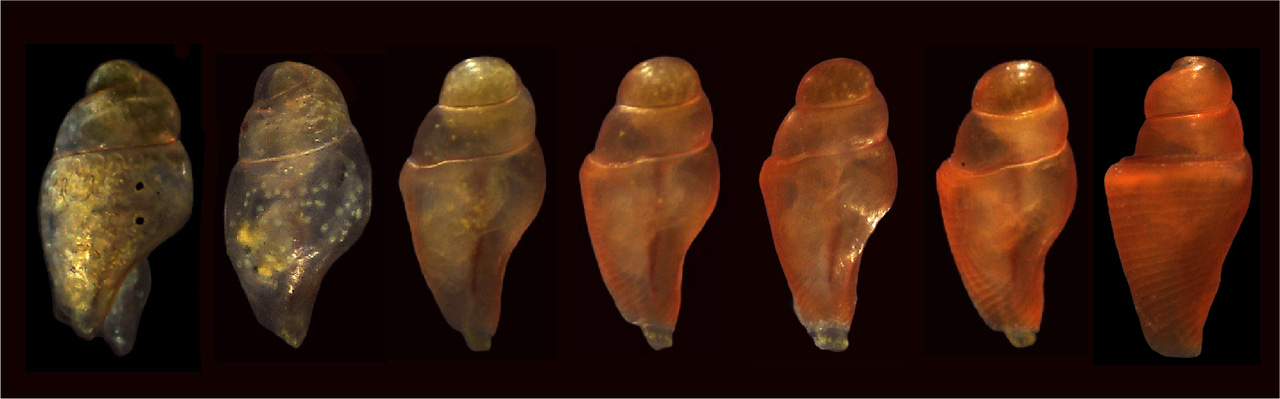 Coordinated adaptations define the ontogenetic shift from worm- to fish-hunting in a venomous cone snail