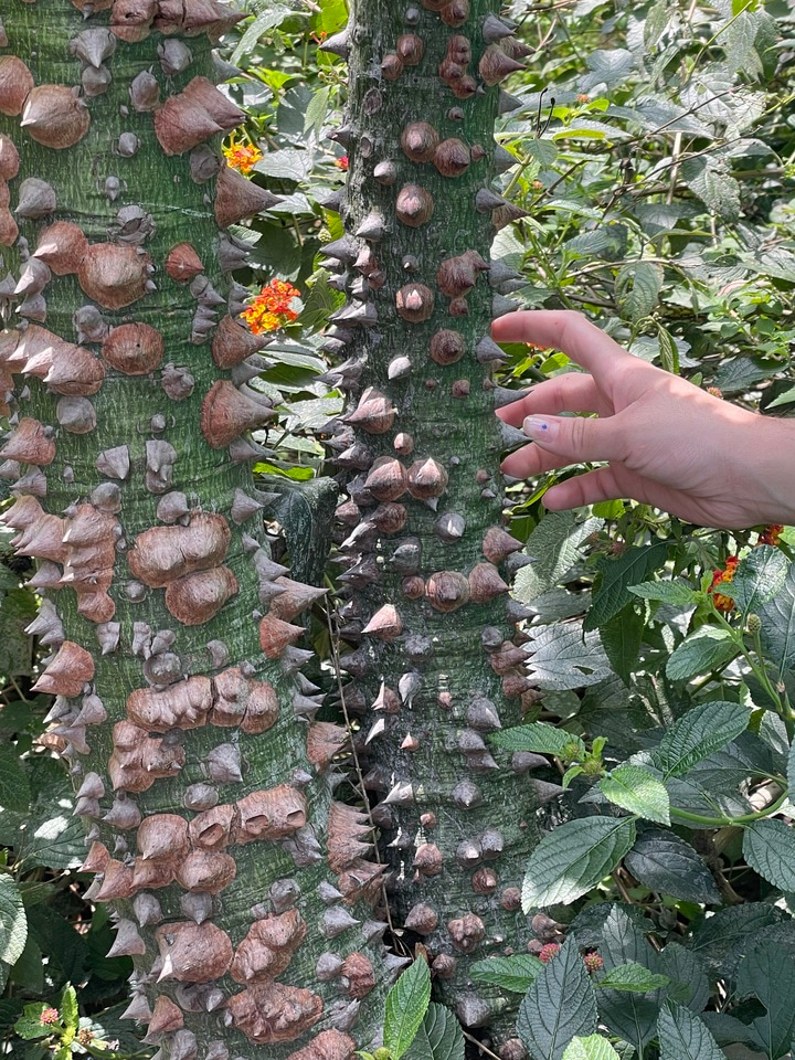 LiA MakeSense_Mexico_Week 2 Reflection