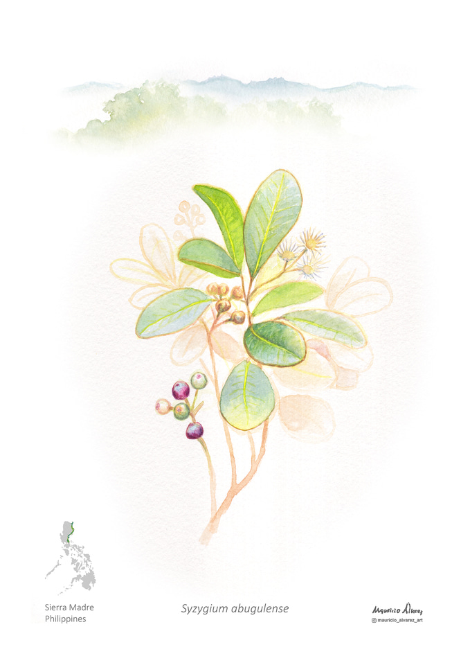 Drawn from Absence: Why Illustration Matters for Forgotten Species