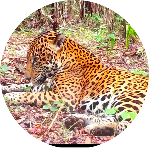 Go to the profile of Johan Meza