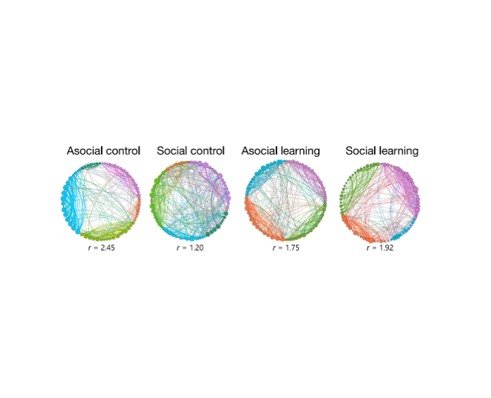 Brain Networks of Social and Asocial Learning
