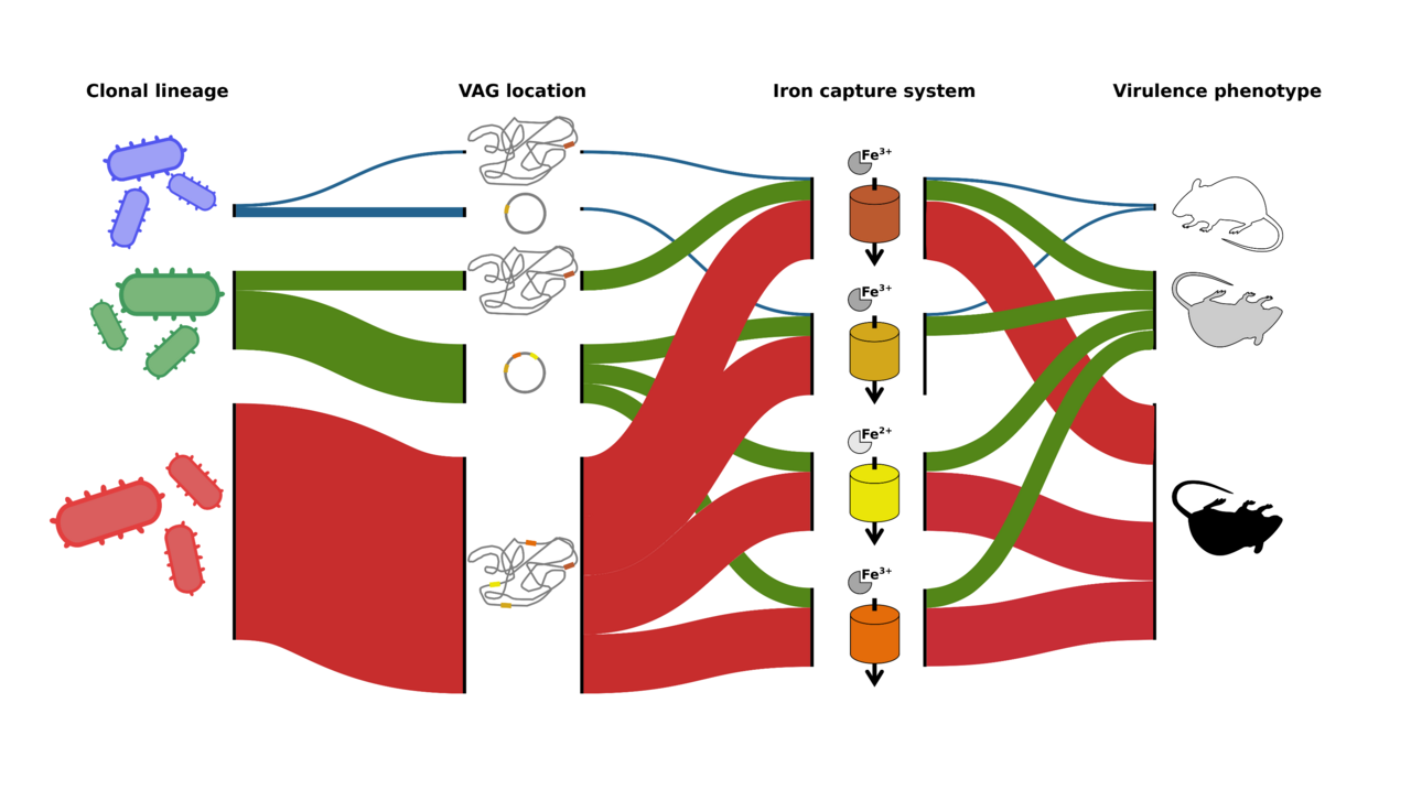 Epistatic interactions between the high pathogenicity island and other iron uptake systems shape Escherichia coli extra-intestinal virulence