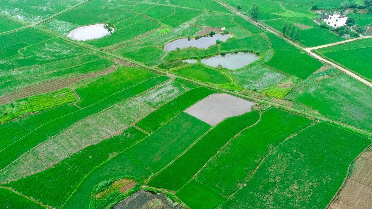 Looking back at the traditional wisdom provides insight into future solutions to sustainable and resilient rice farming