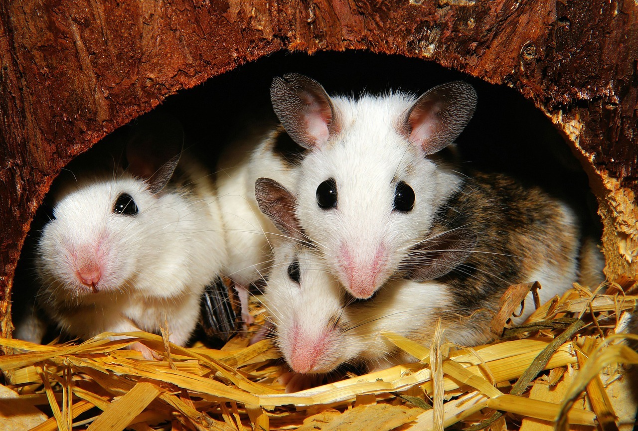 Journal Club | Of Mice and Men:  Finding appropriate animal models