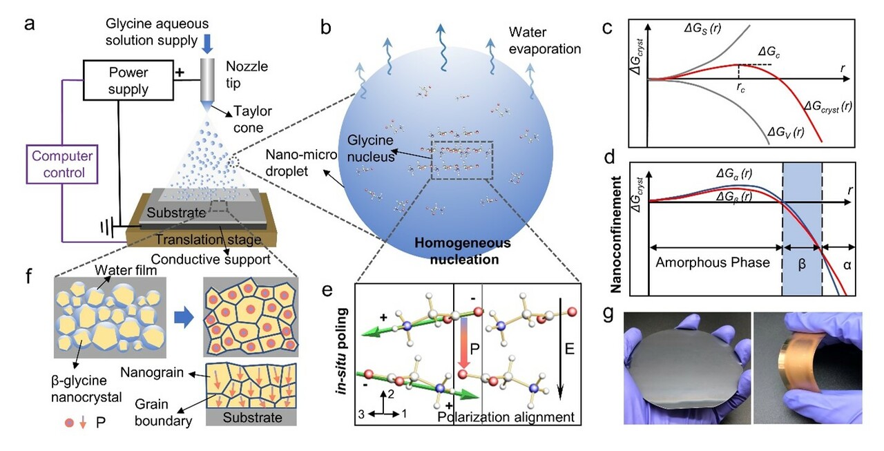 High-performance piezoelectric/ferroelectric bio-organic films for sensor, energy harvester, and biomedical applications