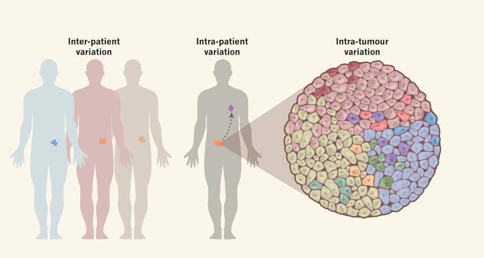 Visualizing intratumoral heterogeneity: a dream come true!