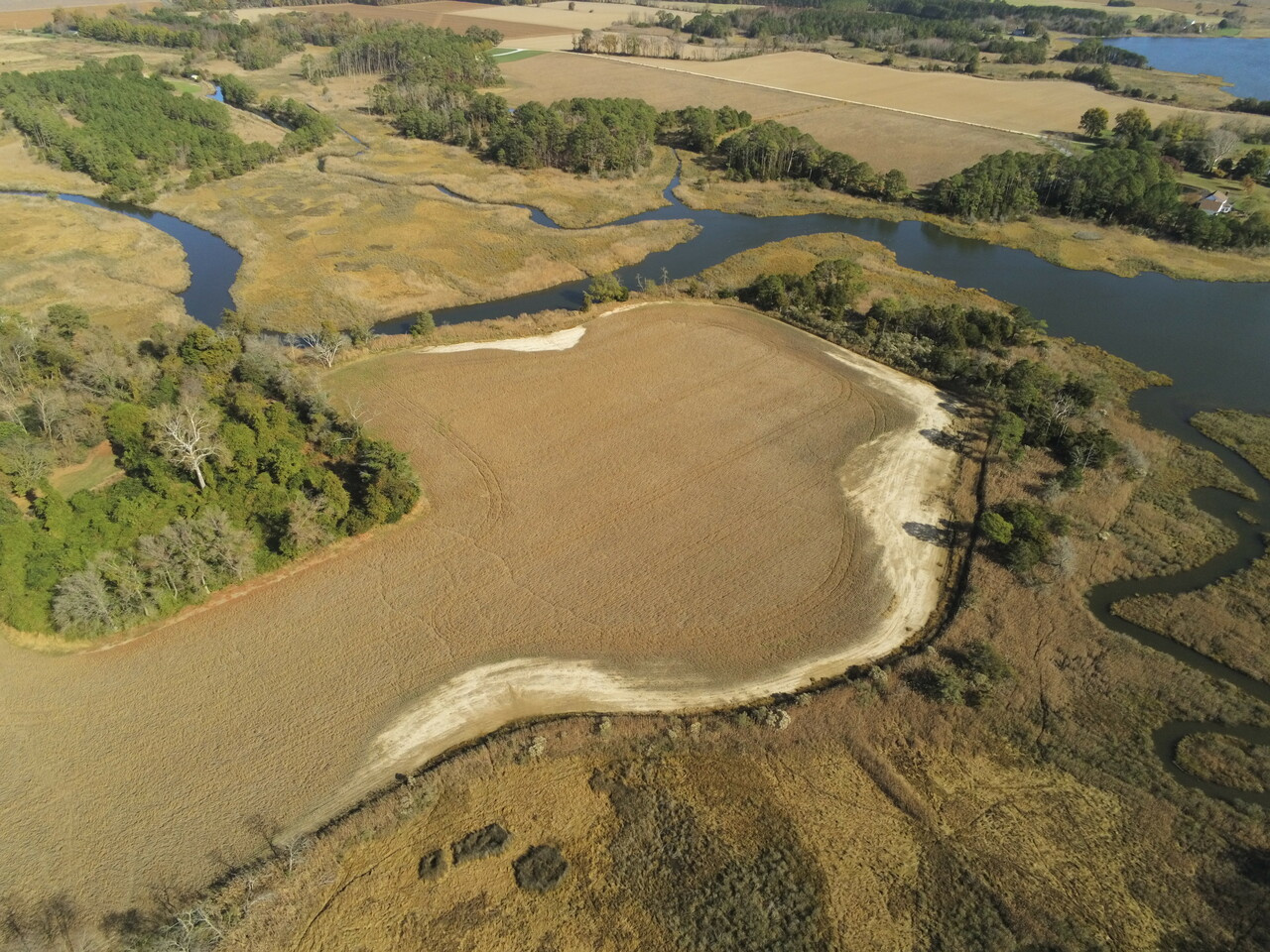 Coastal farmlands across US mid-Atlantic turning too salty for traditional farming
