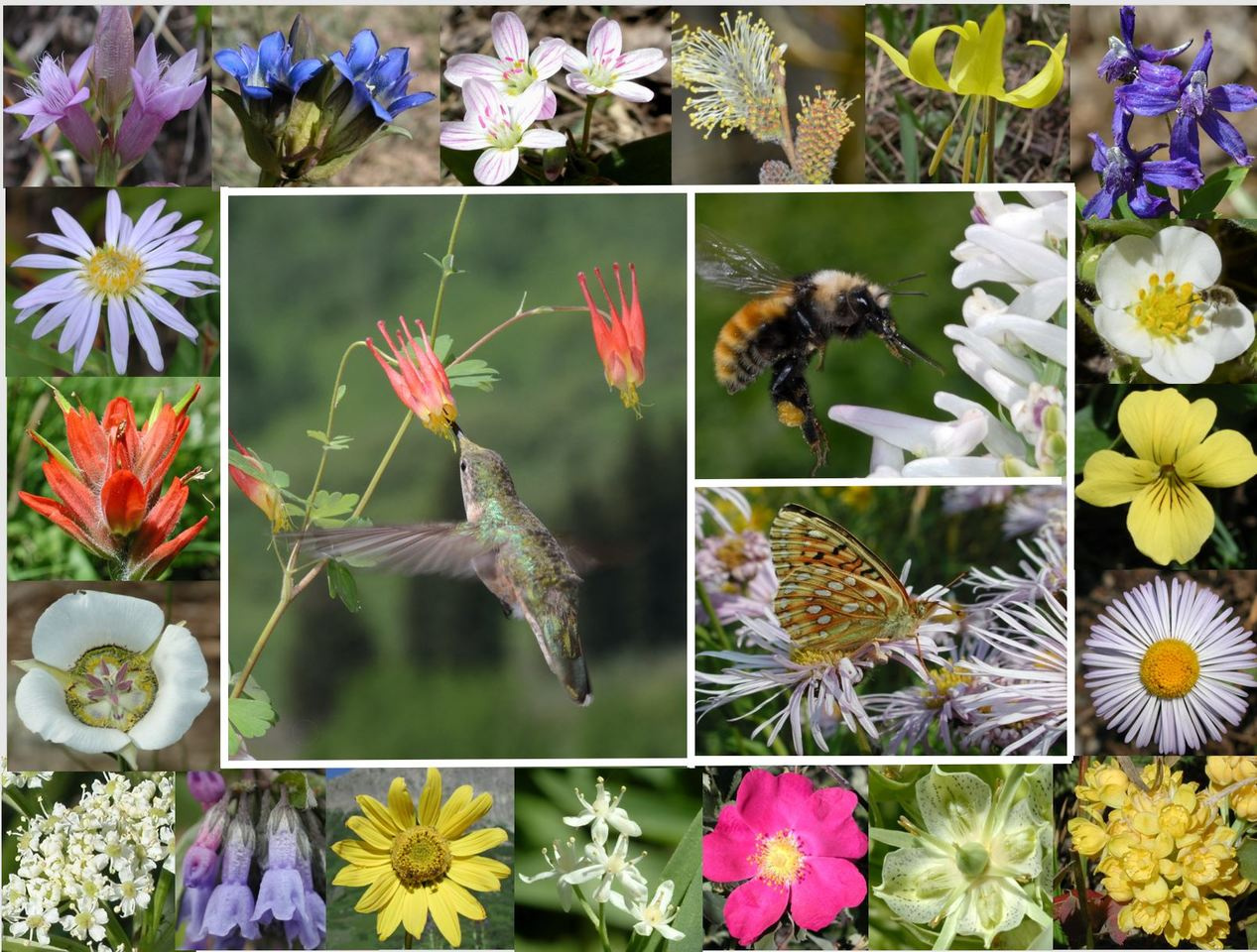 The limits of phenology